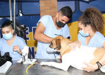 Paulínia –  Prefeitura abre inscrições para o Programa Municipal de Castração