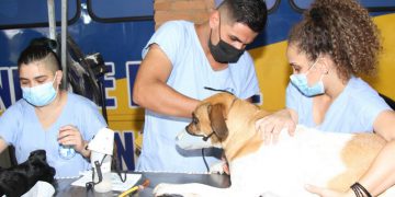 Paulínia –  Prefeitura abre inscrições para o Programa Municipal de Castração