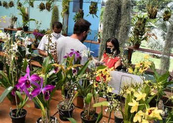 Sumaré – Cadastro de expositores para Mostra de Orquídeas termina nesta quinta-feira (8)