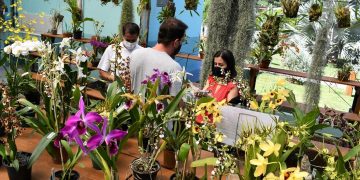Sumaré – Cadastro de expositores para Mostra de Orquídeas termina nesta quinta-feira (8)