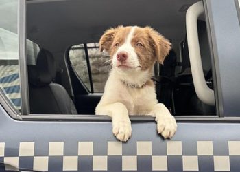 Americana – Cão da raça border collie é o novo integrante do canil da Gama