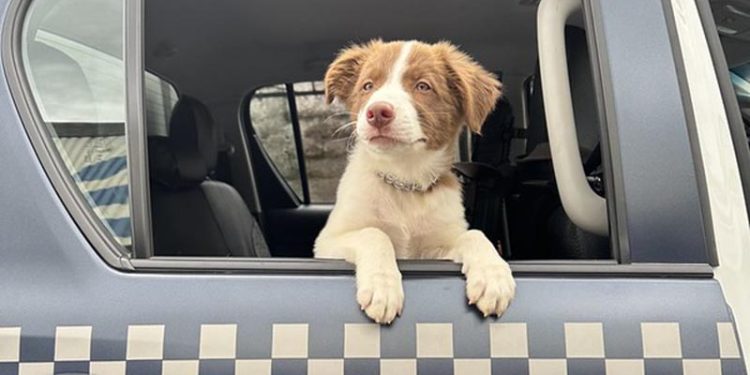 Americana – Cão da raça border collie é o novo integrante do canil da Gama