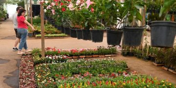 Campinas – Mês das Mães terá eventos especiais no Mercado de Flores da Ceasa Campinas