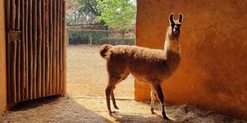 Americana – Parque Ecológico completa 40 anos neste sábado com programação especial