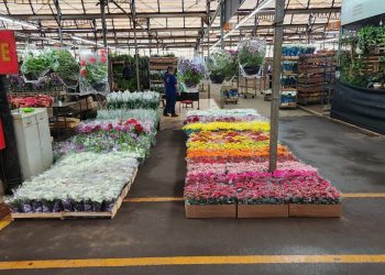 Campinas – Mercado de Flores da Ceasa espera 12 mil pessoas na semana que antecede o dia de Finados