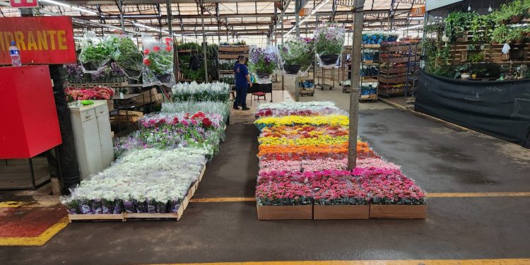Campinas – Mercado de Flores da Ceasa espera 12 mil pessoas na semana que antecede o dia de Finados