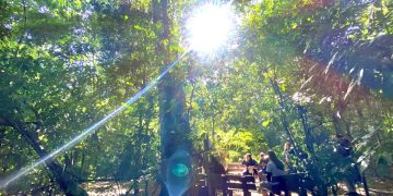 Campinas – Campinas celebra a Semana do Dia da Árvore 2025 com programação educativa e comunitária