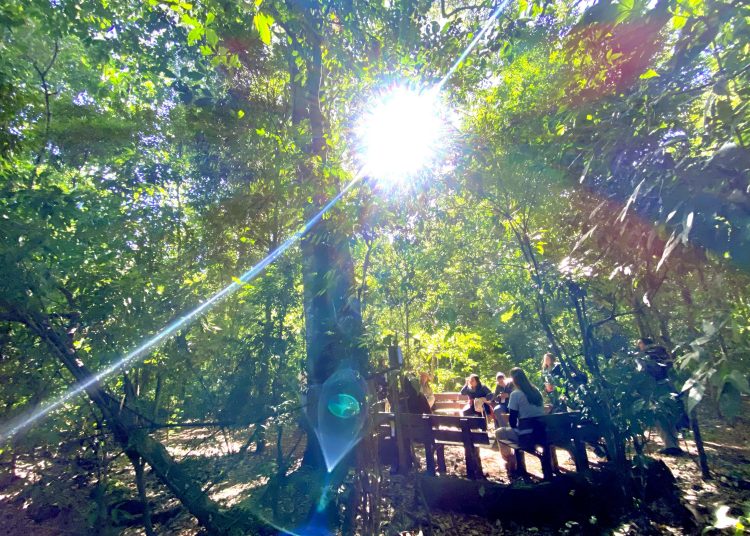 Campinas – Campinas celebra a Semana do Dia da Árvore 2025 com programação educativa e comunitária